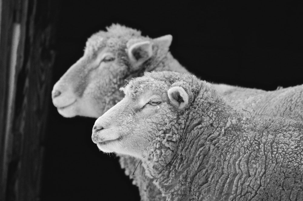 The importance of happy sheep